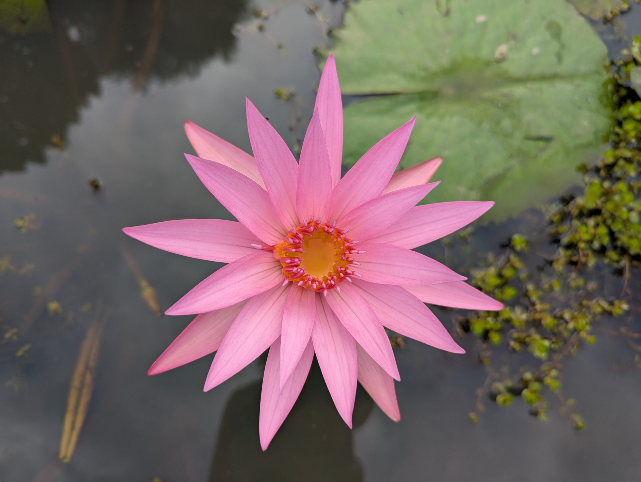 Beautiful pink water flower