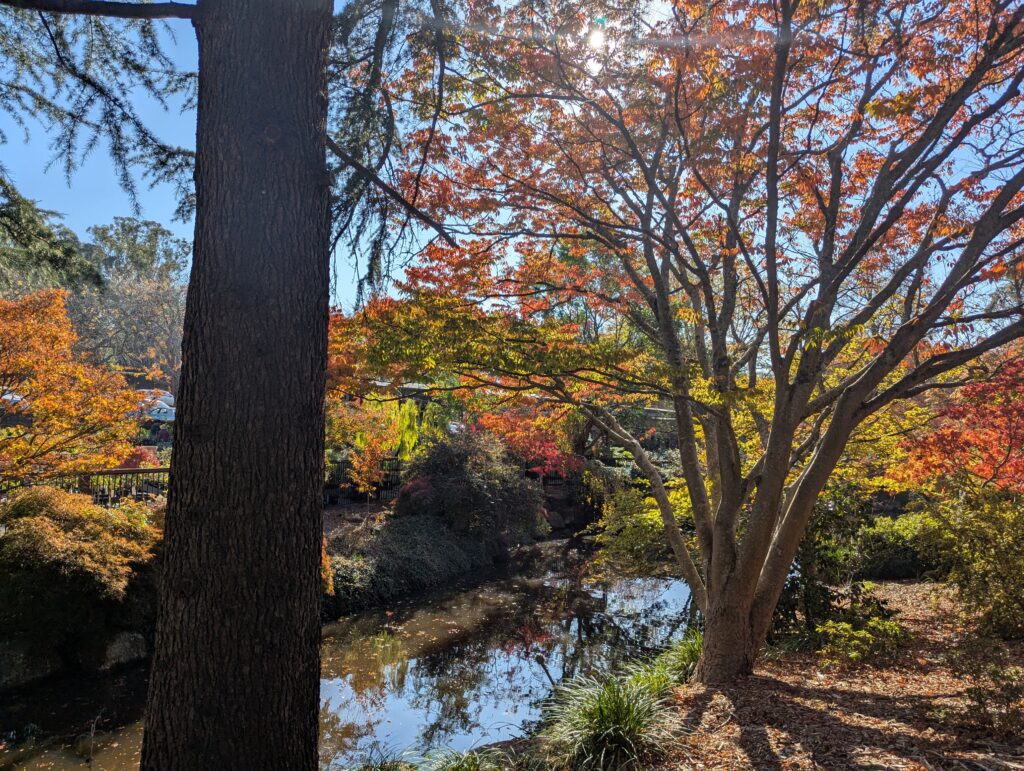 Red, yellow and green autumn trees by the river