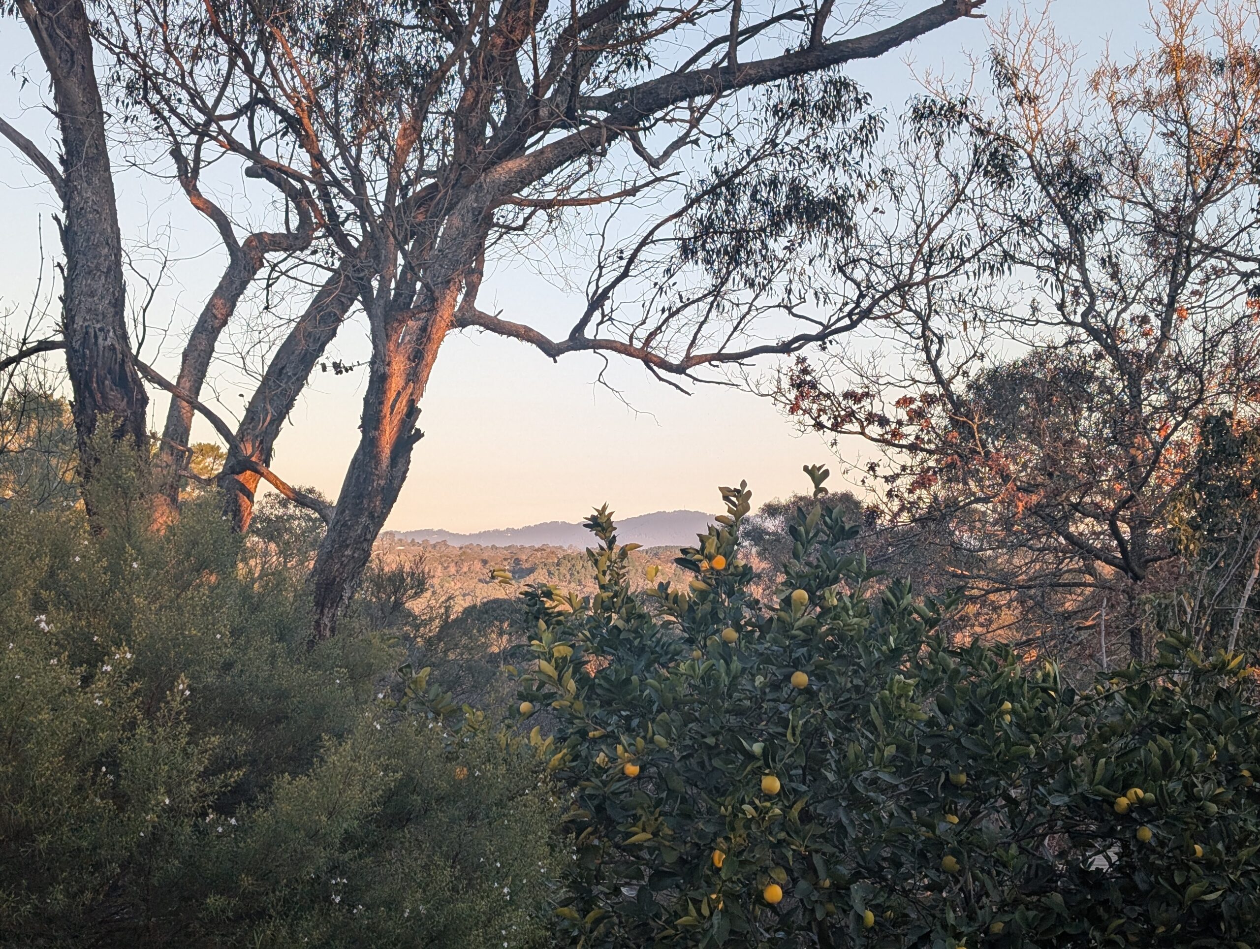Trees, plants and mountains in the distance during sunset