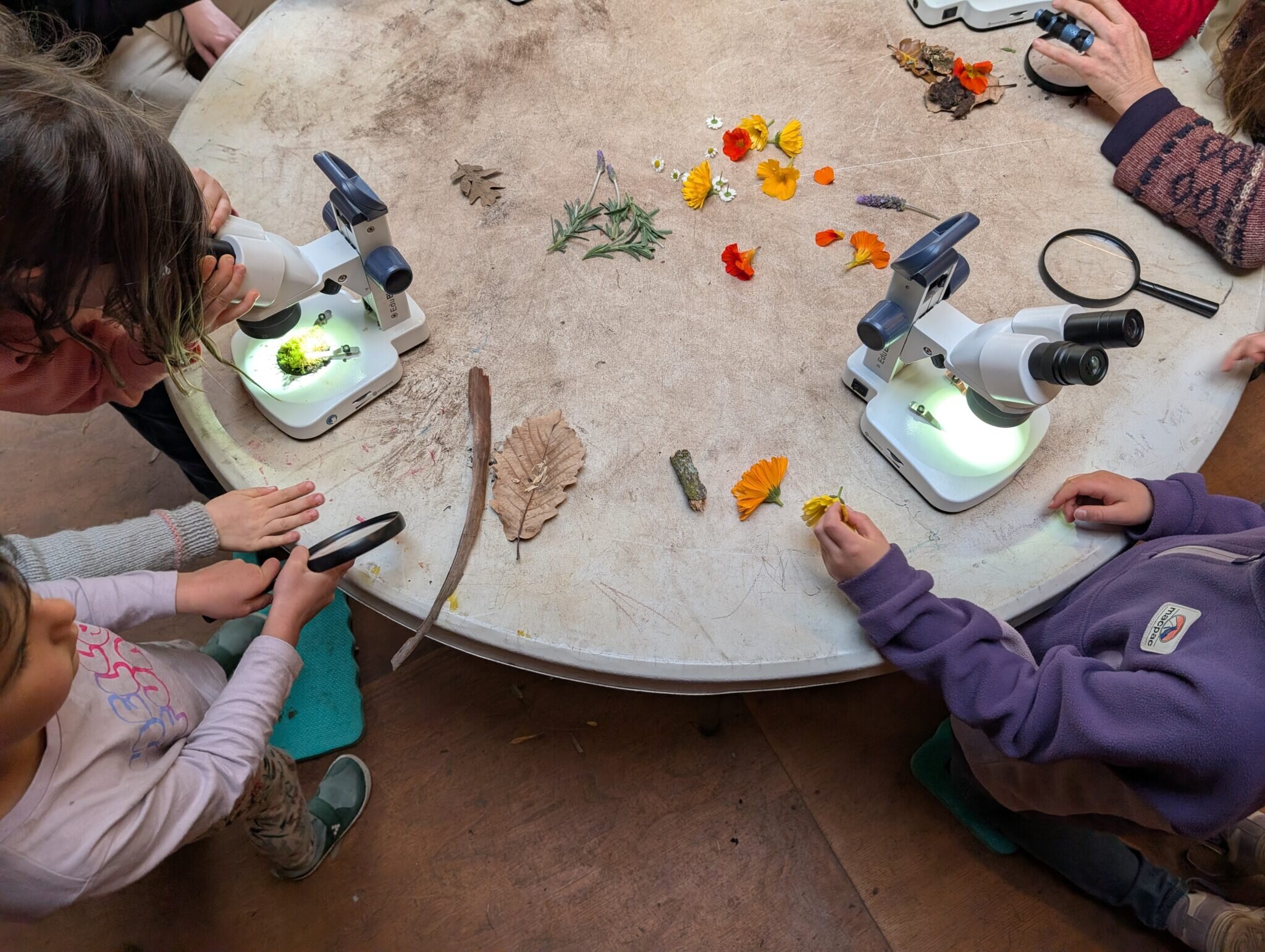Homeschooling children looking through microscopes and studying nature