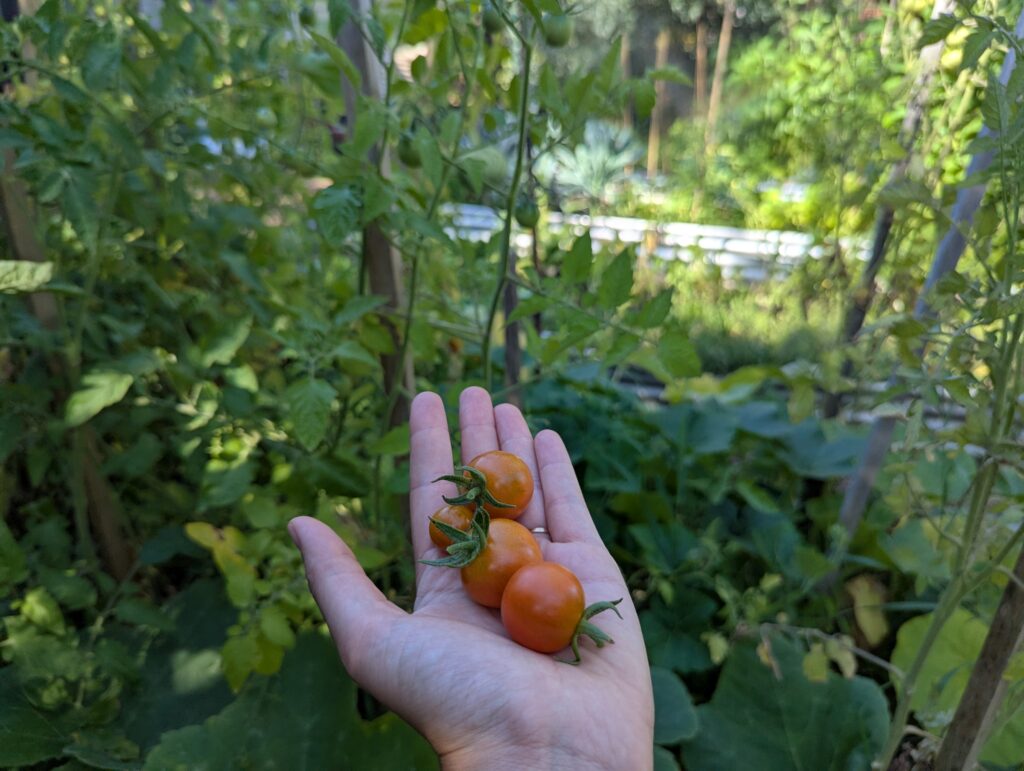 Homegrown tomatoes freshly picked off the vine in a hand