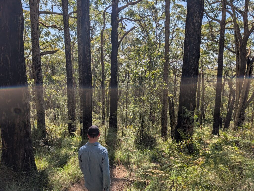 A man walking in a forest
