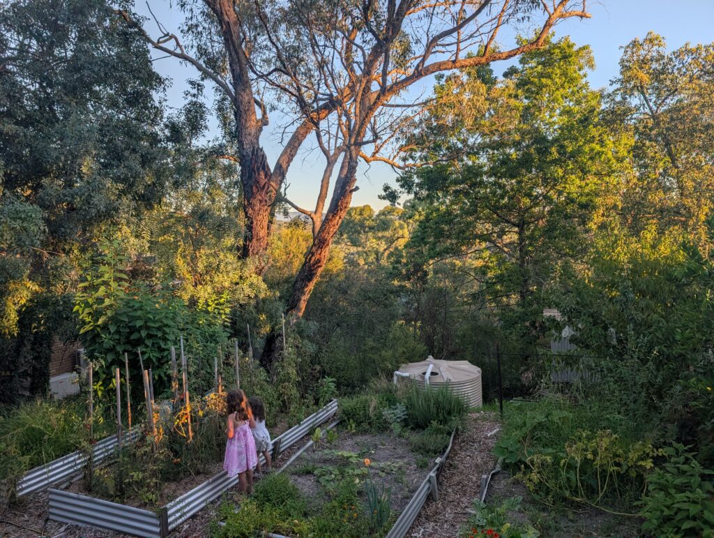 Kids in the garden with the vegetable beds in the sunshine