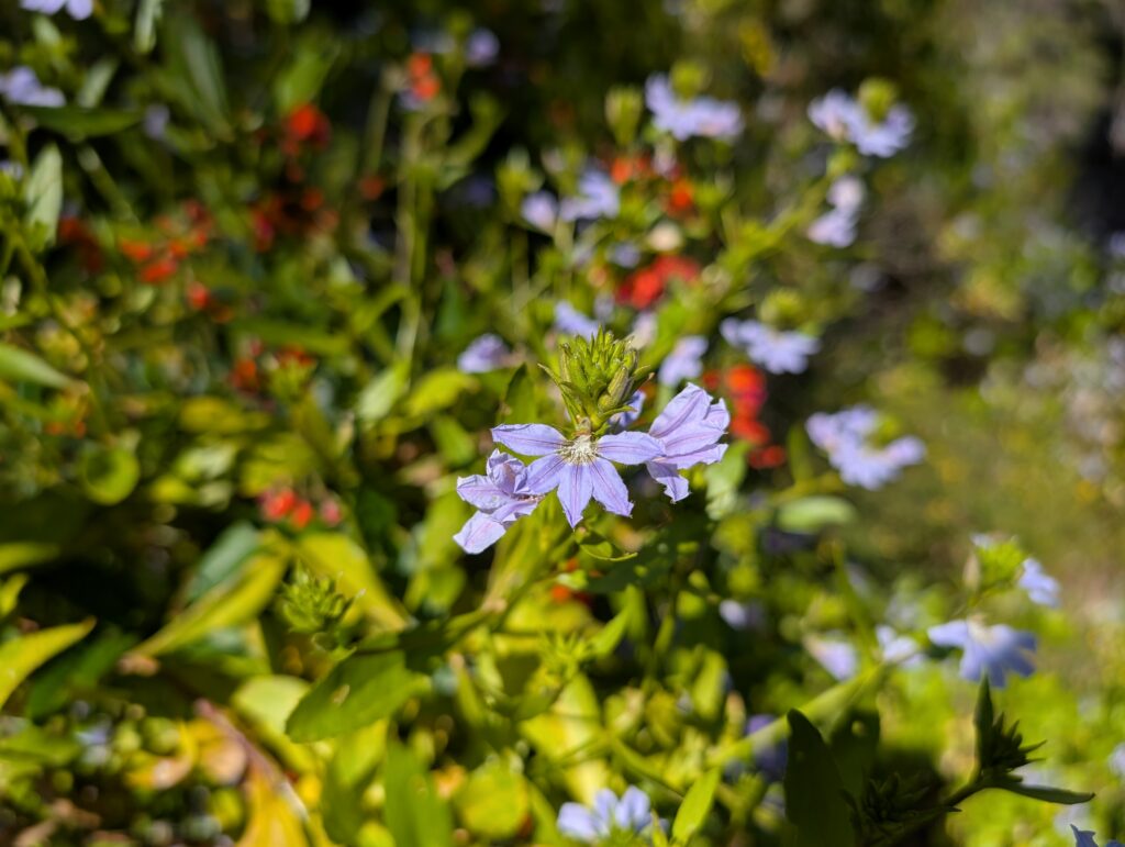 Purple wildflowers near Mammoth Cave in Boranup, Western Australia