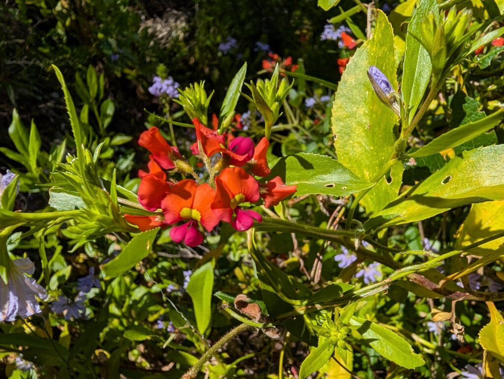 Bright flowers near Mammoth Cave in Boranup, Western Australia