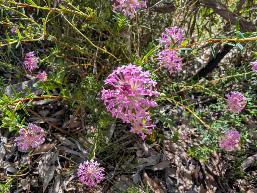 Bright pink wildflowers near Mammoth Cave in Boranup, Western Australia