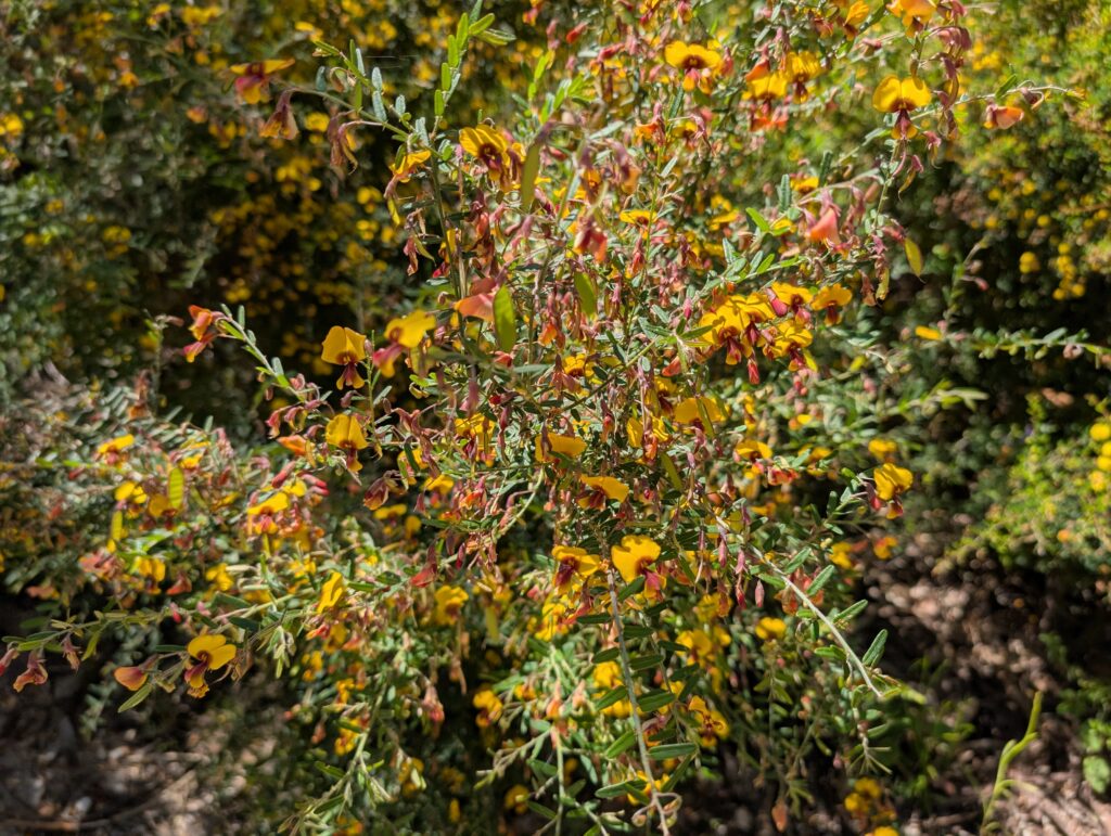 Yellow wildflowers near Mammoth Cave in Boranup, Western Australia