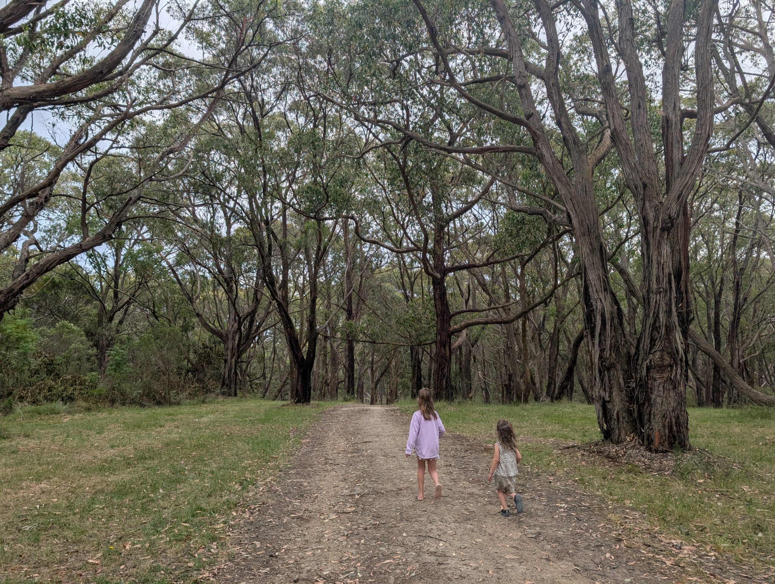 Kids walking in a forest on an open path