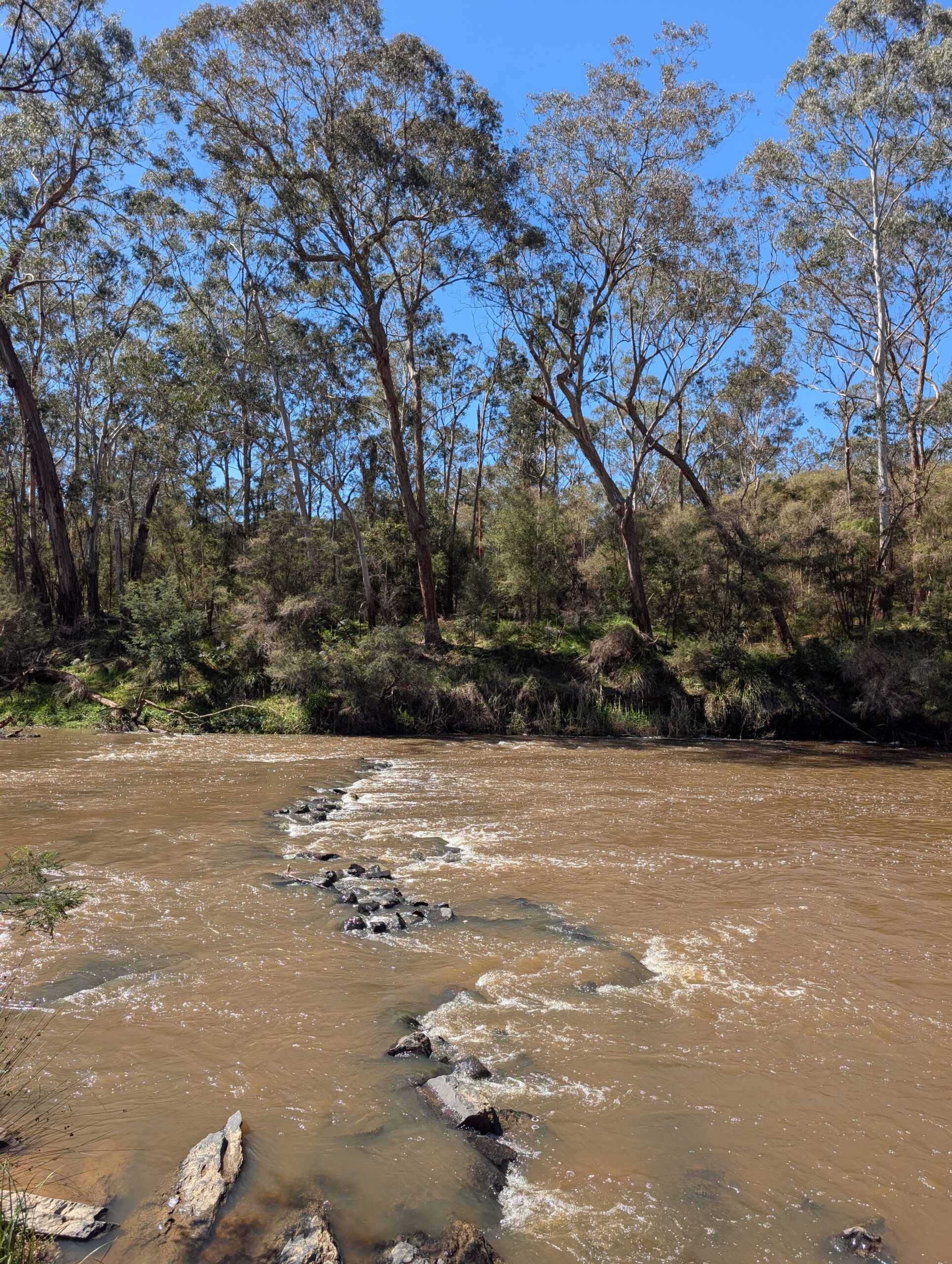 Flowing river with tall trees, blue sky and the sun shining